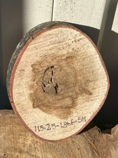 Spalted Maple